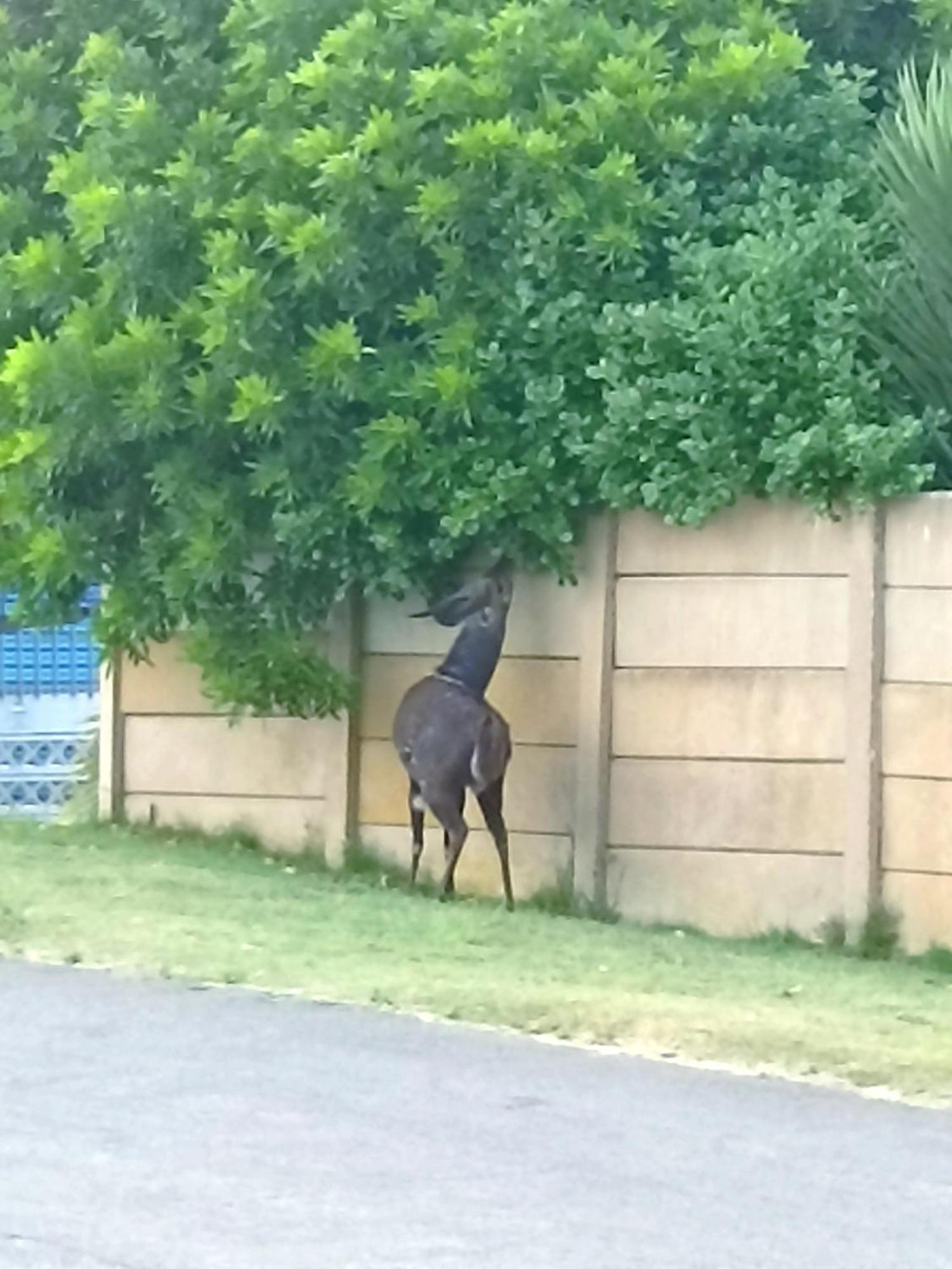 Jojo'S Bnb Mossel Bay Zewnętrze zdjęcie